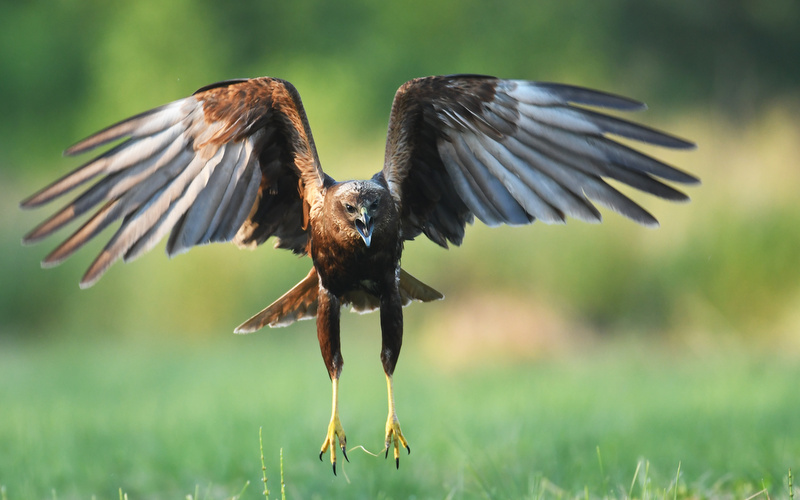 Aguilucho Lagunero