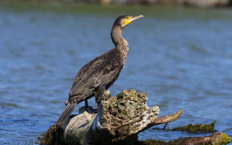 Cormorán Grande