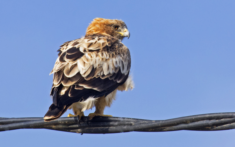 Águila Calzada