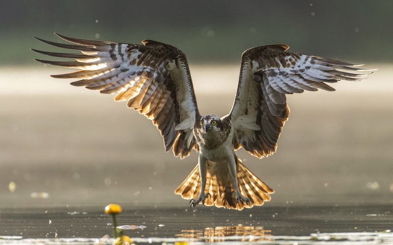 Águila Pescadora