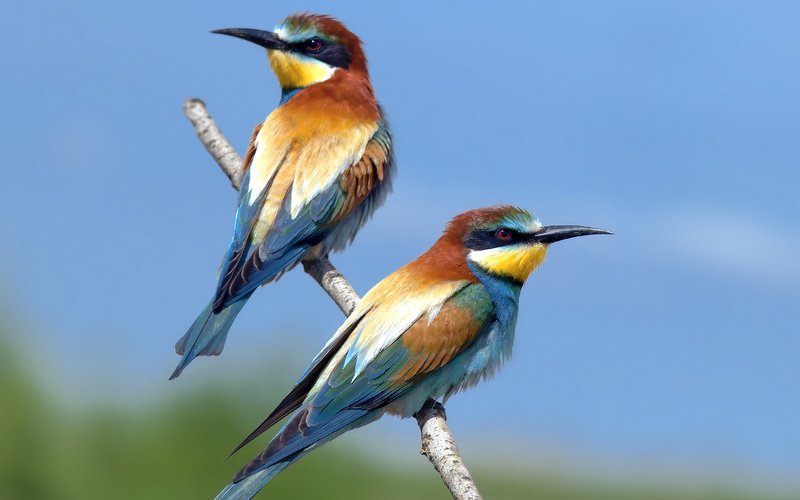 Abejaruco Europeo