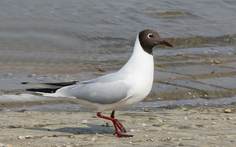 Gaviota Reidora