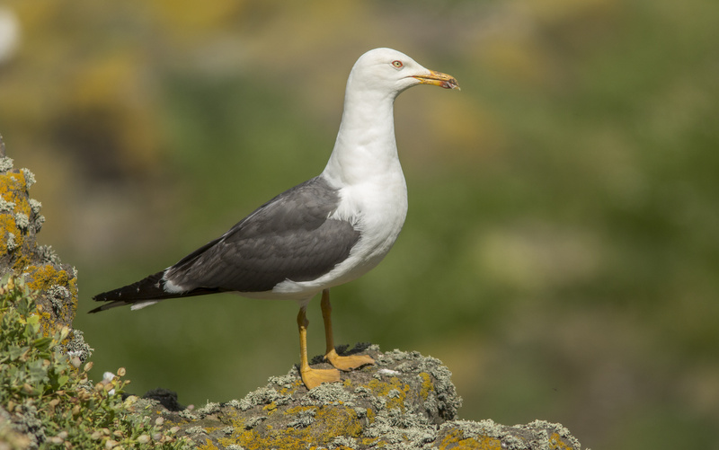 Gaviota Sombría